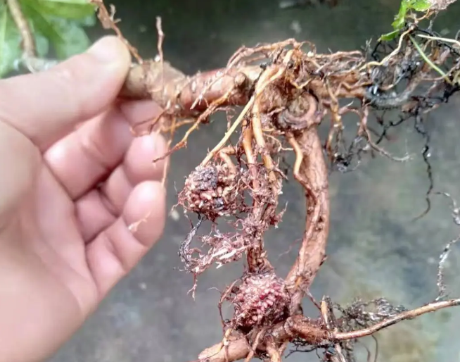 杨梅根腐病是从什么时候开始发现的?如何防治?