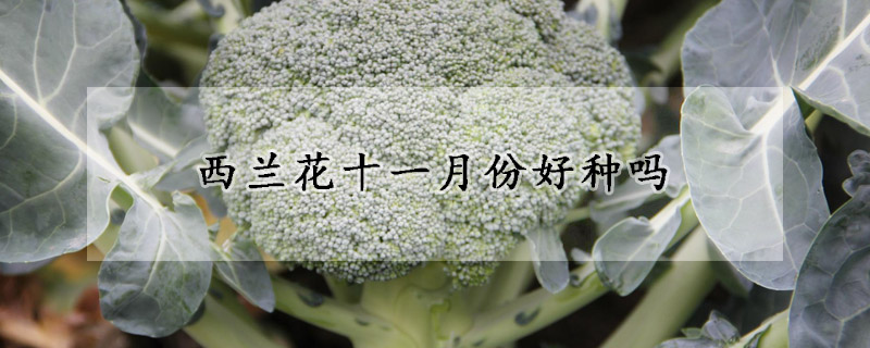 西兰花十一月份好种吗