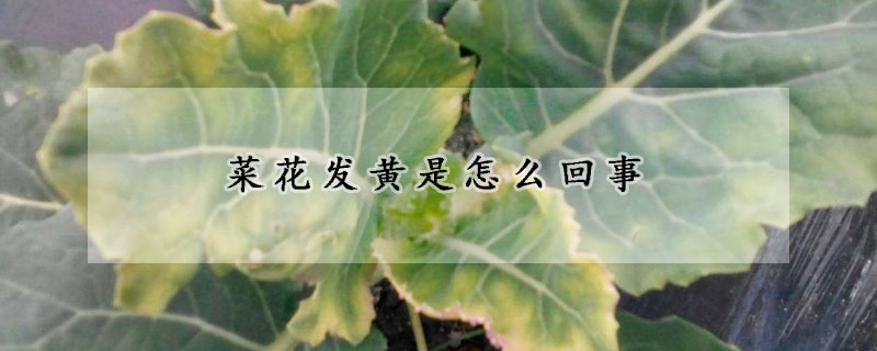 菜花发黄是怎么回事