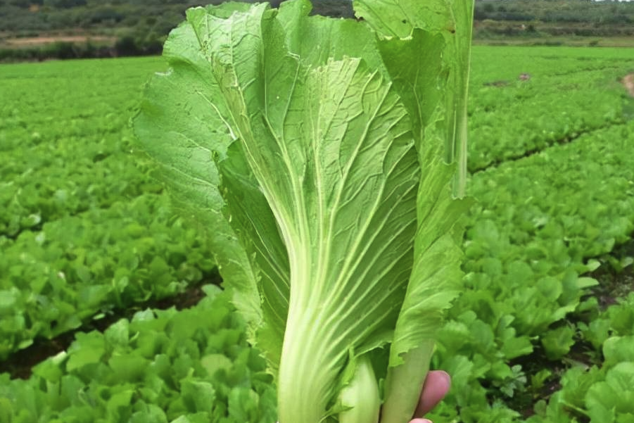 芥菜种植可以铺设遮阳网吗，有哪些好处?