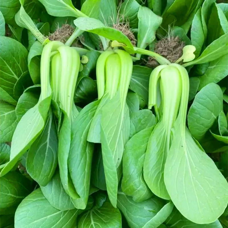 油菜新解：小油菜的正式学名与多彩生活。