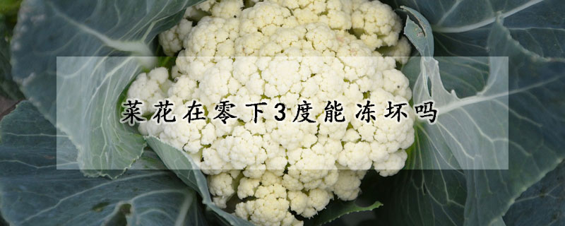 菜花在零下3度能冻坏吗