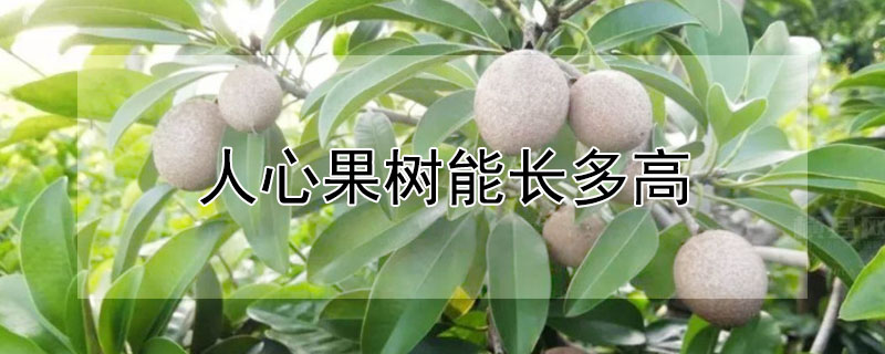 人心果树能长多高