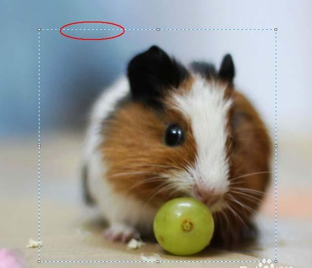 windows7画图工具在哪_画图工具在哪里找_画图工具怎么调整文字方向