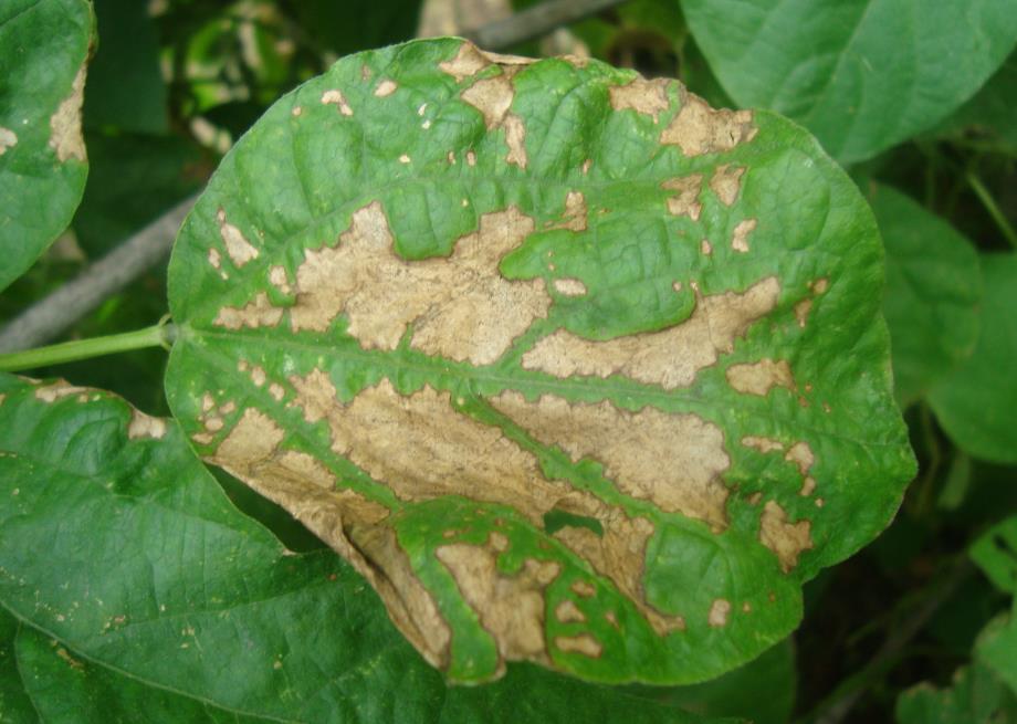 豆角种植有哪些病虫害，达人视频科普守护豆角健康