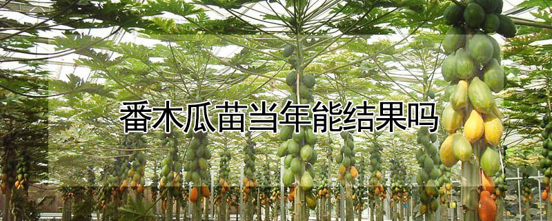 番木瓜苗当年能结果吗