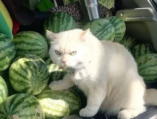 猫咪帮主人卖瓜，看到猫咪的表情笑喷