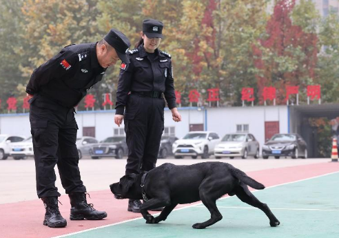 西安首位女子警犬训导员刘琳 她想训练出一只“功勋犬”