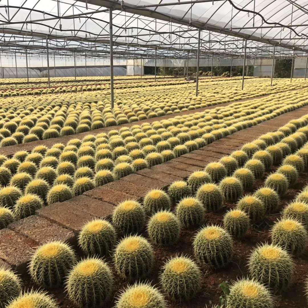 金虎仙人球辟邪_金虎仙人球风水禁忌_金虎仙人球常见病