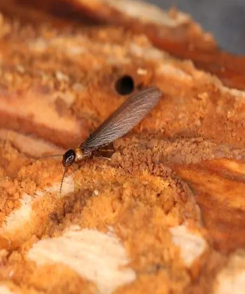 安卓手机省电软件绿净_安卓净绿软件手机省电怎么设置_安卓净化