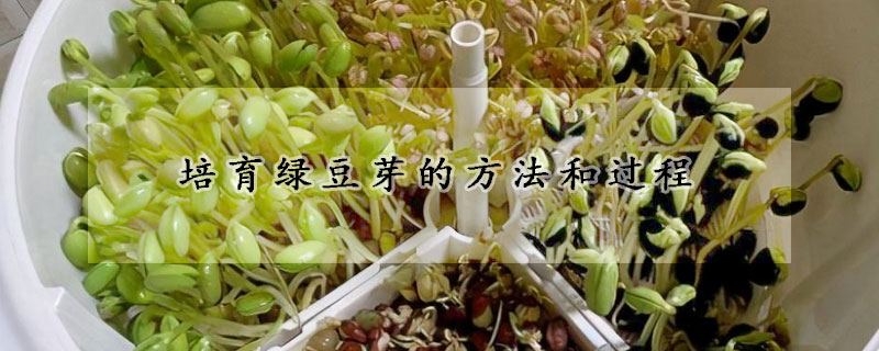 培育绿豆芽的方法和过程