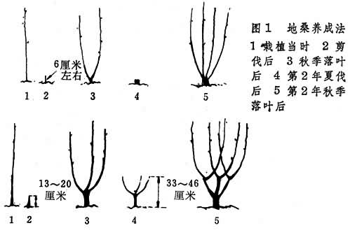 桑果树科学修剪法，解锁高产密码，让果实累累不再是梦！