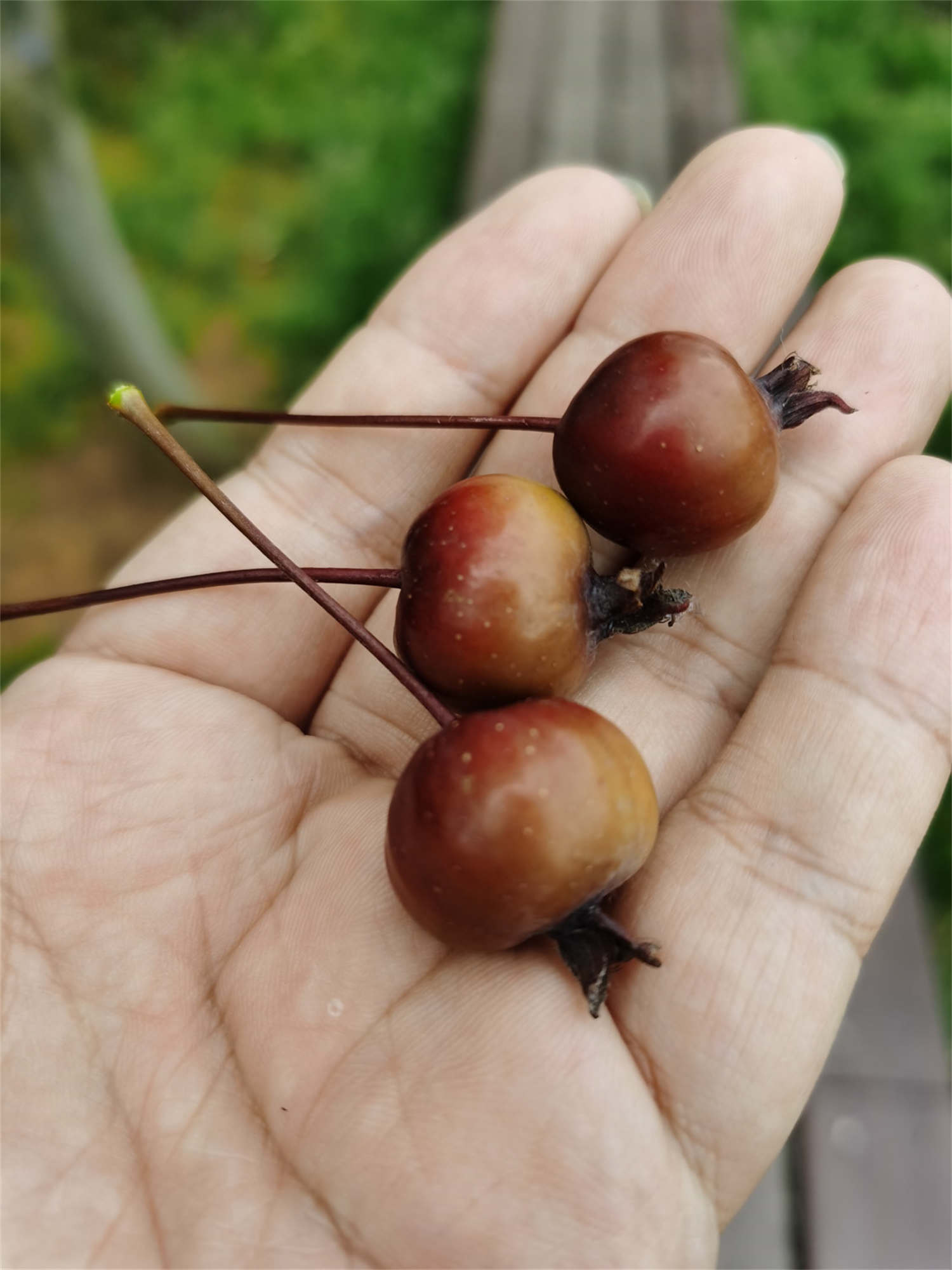 海棠花上有很多小黑虫怎么解决，怎么处理