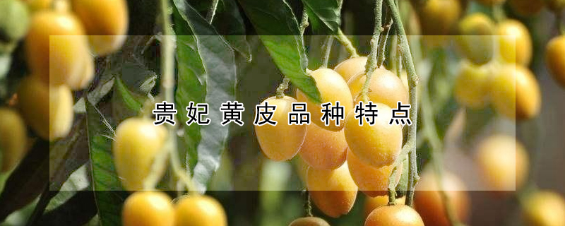 贵妃黄皮品种特点