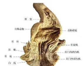肛瘘手术多长时间能做爱_肛瘘手术多长时间能做爱_肛瘘手术多长时间能做爱