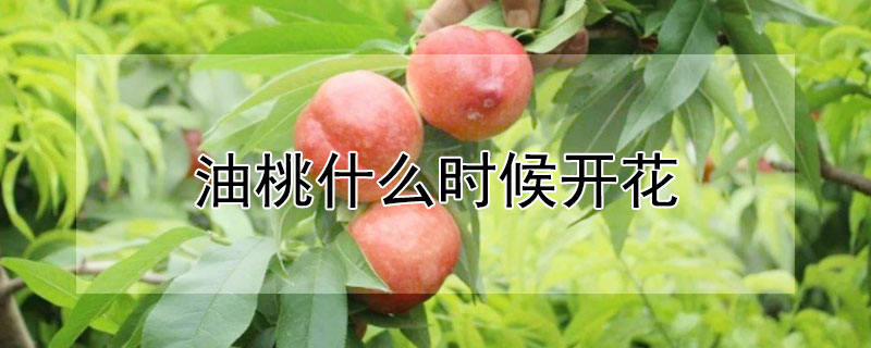 油桃什么时候开花