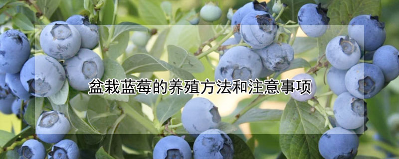 盆栽蓝莓的养殖方法和注意事项