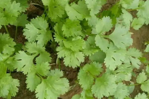 种香菜种子用不用压碎