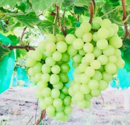 阳台搭个葡萄架怎么样？葡萄好种吗？