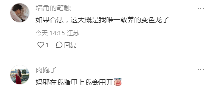 一网友发文，在马达加斯加遇到了最小变色龙