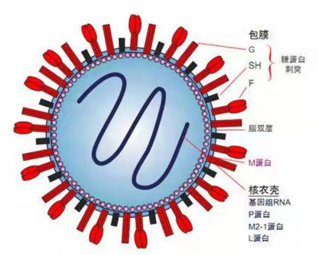 克隆抗体检测是什么意思_克隆免疫球蛋白igg阳性_呼吸道合胞病毒单克隆抗体