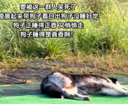 凌晨带狗去看日出，它困得躺在地上呼呼大睡