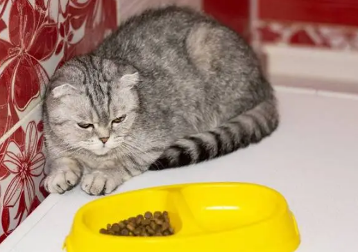 买到“星期猫”？消费者可要求店家赔偿损失