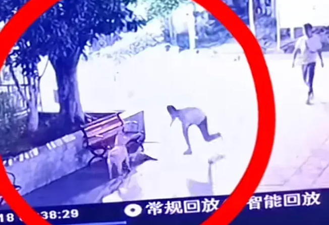 重庆男子虐杀多只流浪猫，先用棍打后让狗咬