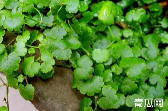 肝腹水饮食护理_肝腹水饮食注意事项_肝腹水应注意事项