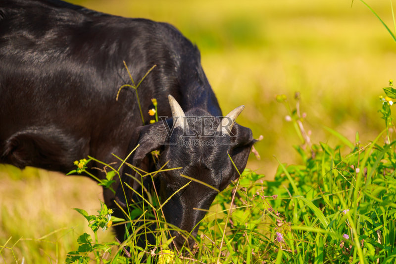 山羊养殖书籍推荐_黑山羊养殖书籍推荐_黑山羊的养殖书籍
