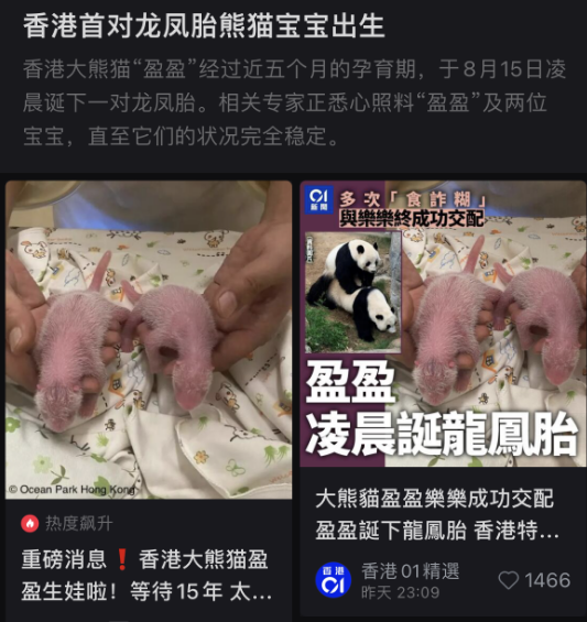 香港大熊猫“盈盈”喜迎龙凤胎，珍稀添丁引全城欢庆