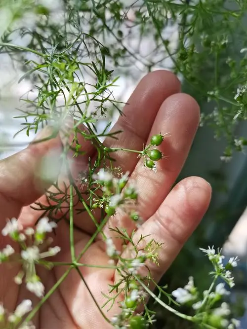 香菜会开花结种子吗？植物学角度下的香菜繁殖奥秘