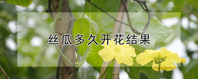 丝瓜多久开花结果