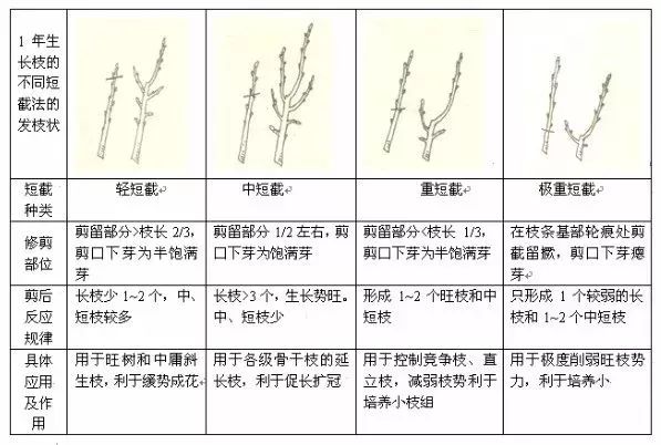 杏子树修剪指南：春季剪枝，夏季修形，全年管理，促进果实丰收！