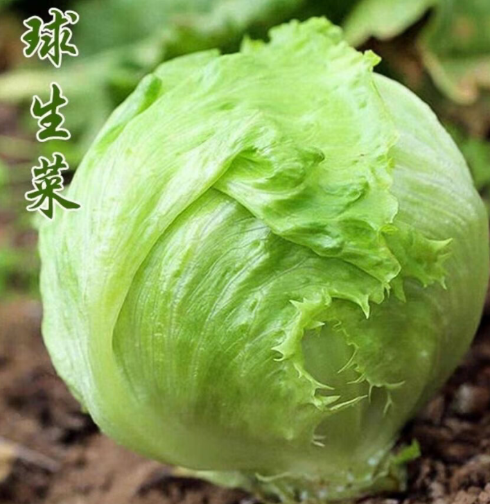 半结球生菜---耐抽薹生菜