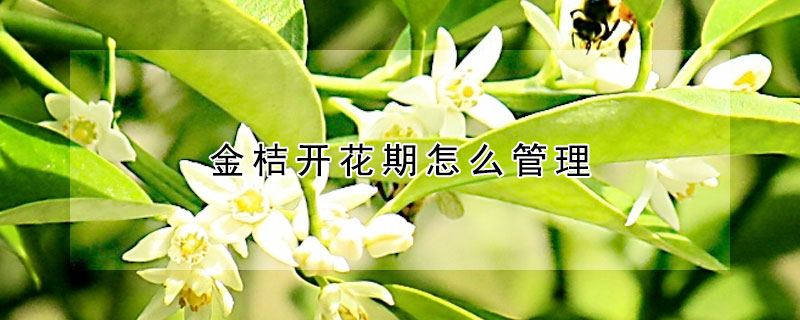 金桔开花期怎么管理