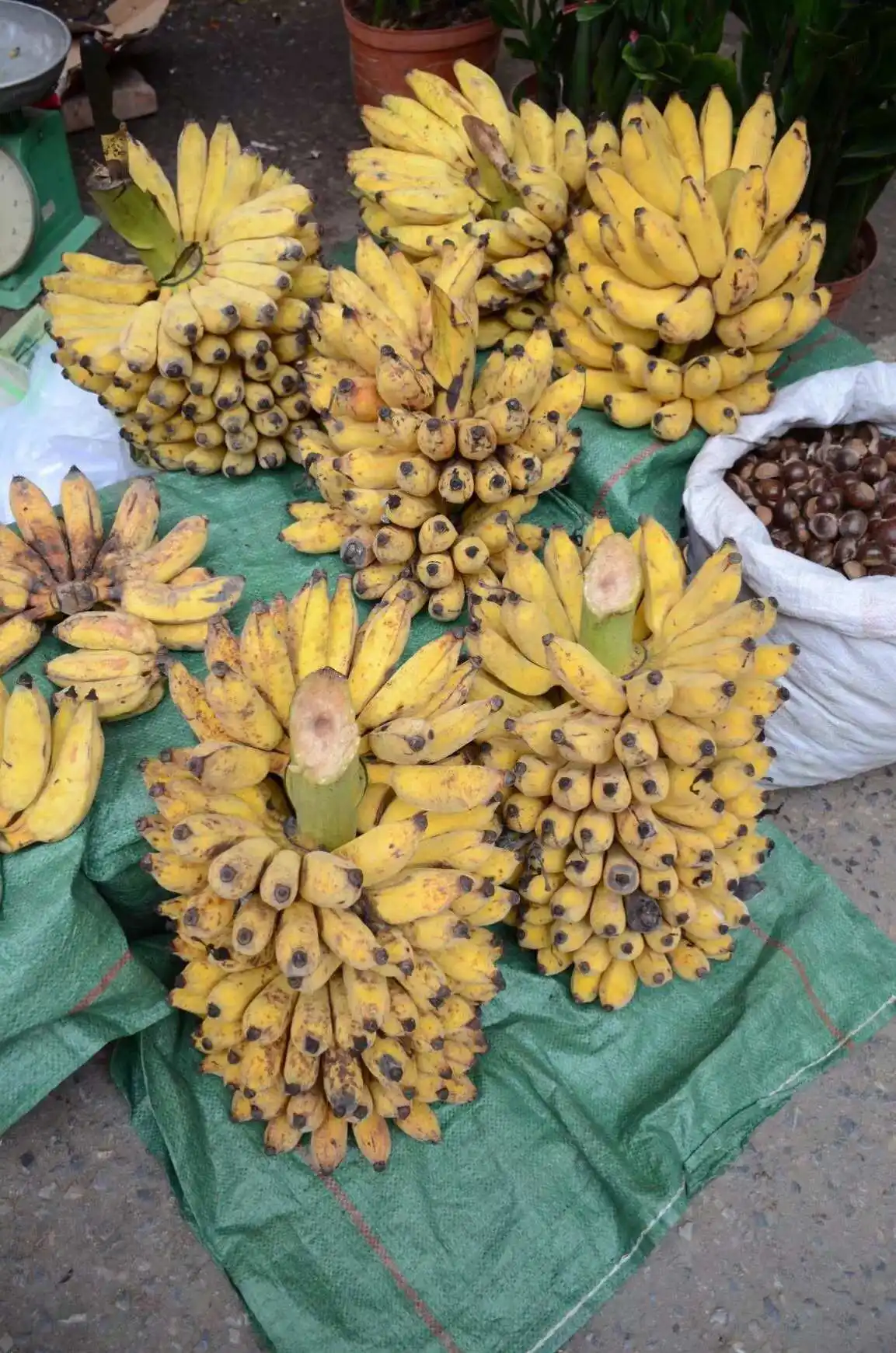 芭蕉树的果实能吃吗？美味与营养并存的热带自然风味馈赠