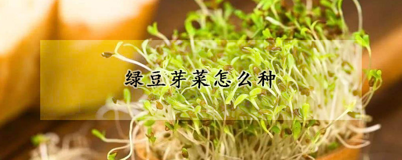 绿豆芽菜怎么种