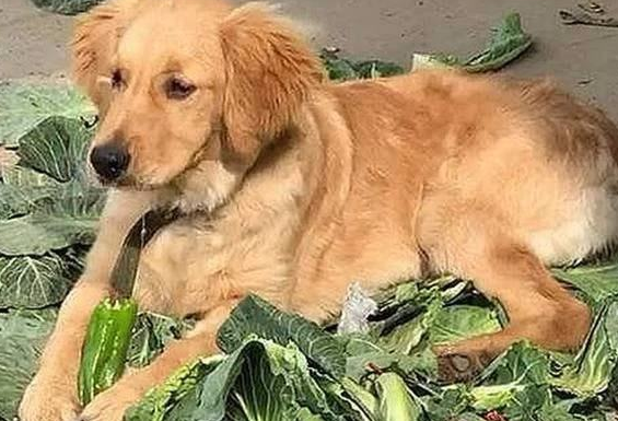 金毛走丢一个月，男主意外在菜市场找到它