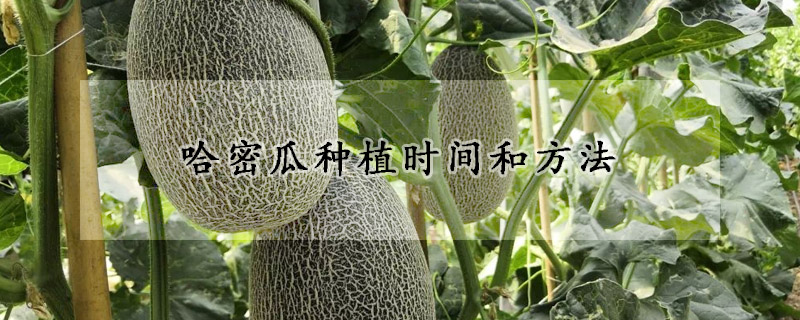 哈密瓜种植时间和方法