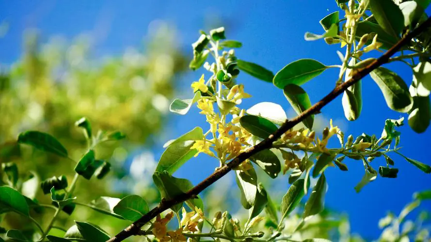 沙漠之花：沙枣树开花盛开时刻，高清大图带你领略每一朵花的细腻与坚韧！