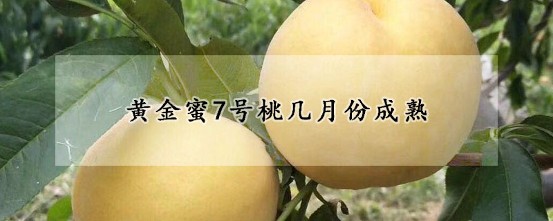 黄金蜜7号桃几月份成熟