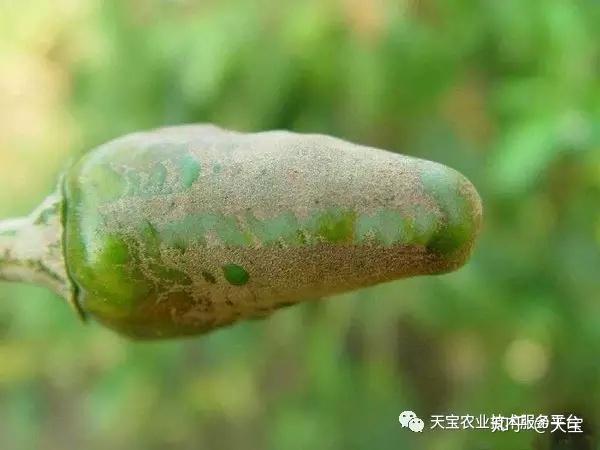 蝶鞍空泡征治疗_蝶鞍空泡症对儿童的危害_空泡蝶鞍 是什么病