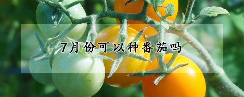 7月份可以种番茄吗