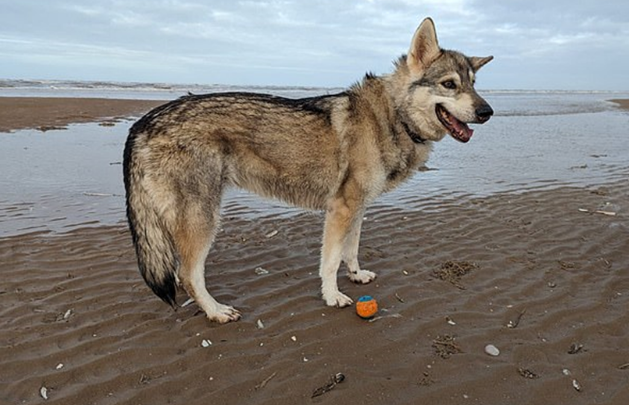 宠物犬，在眼前被恶犬撕裂，主人痛心疾首却无能为力