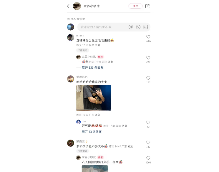吉娃娃当爹后一脸骄傲？