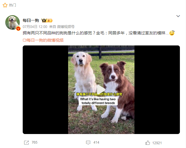 金毛：同居多年没看清过室友的模样