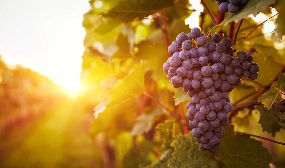 安卓版wine使用教程_wine安卓版_安卓版wine打不开