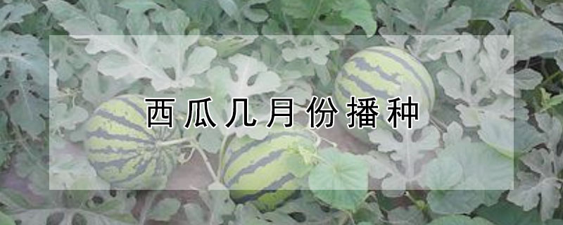 西瓜几月份播种