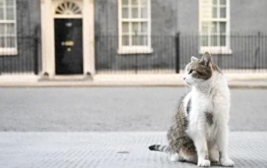 这只猫不简单，惊动了首相府